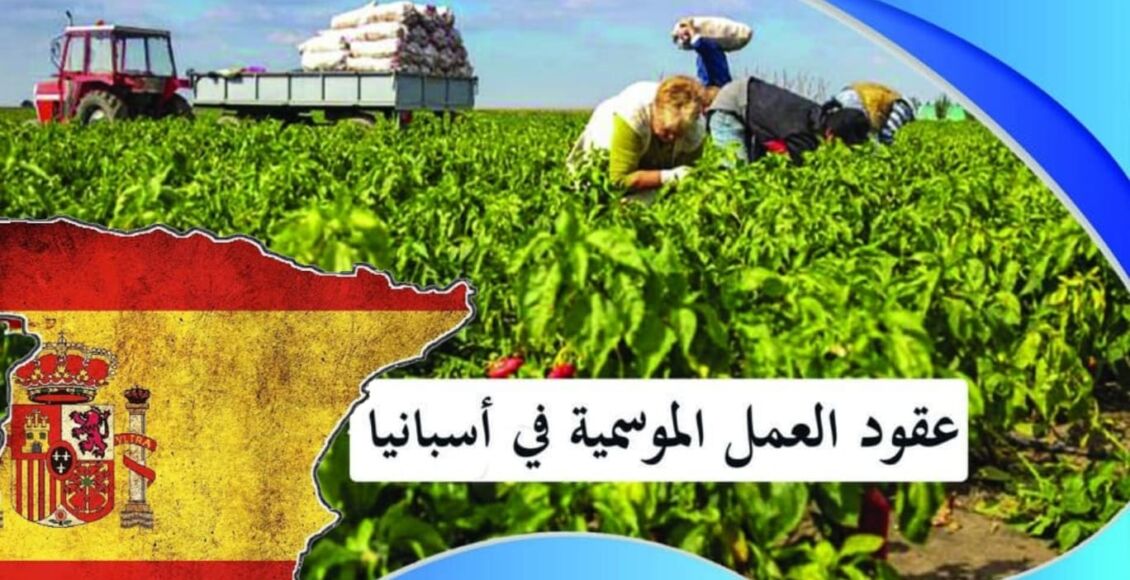 عقود العمل الموسمية في إسبانيا