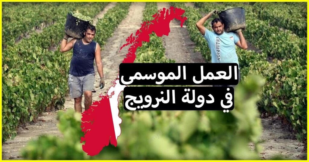 عاملان يعملان في ارض زراعية وفق عقود العمل الموسمية في النرويج